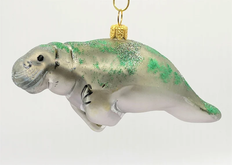 Rundschwanzseekuh, Manatee