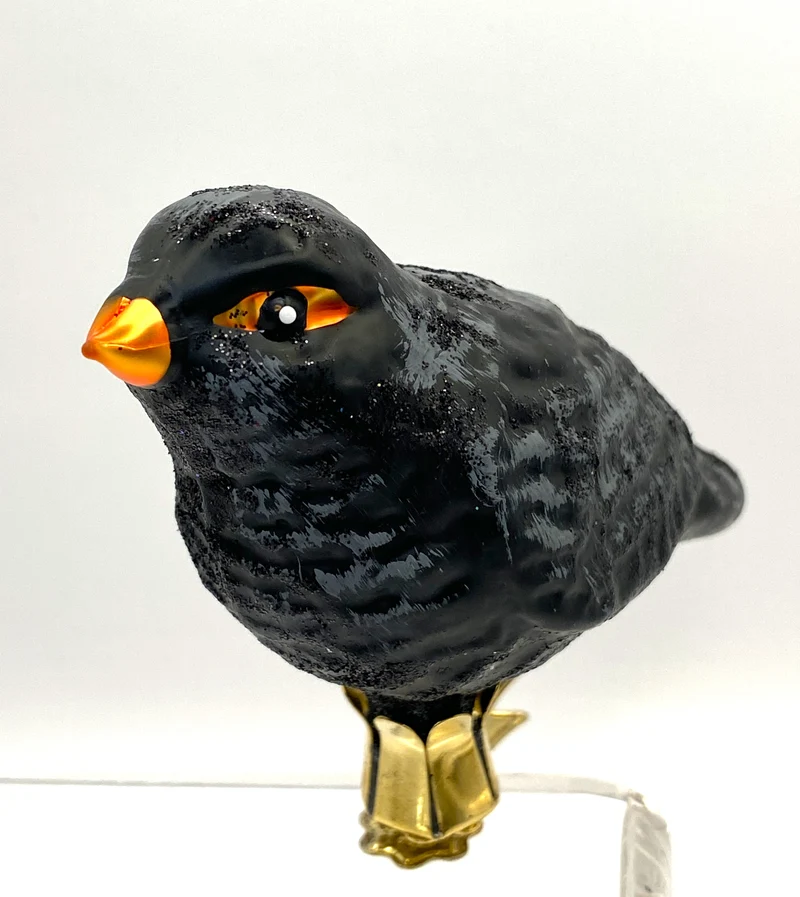 Amsel auf Clip