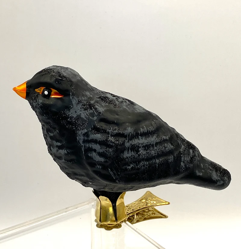 Amsel auf Clip