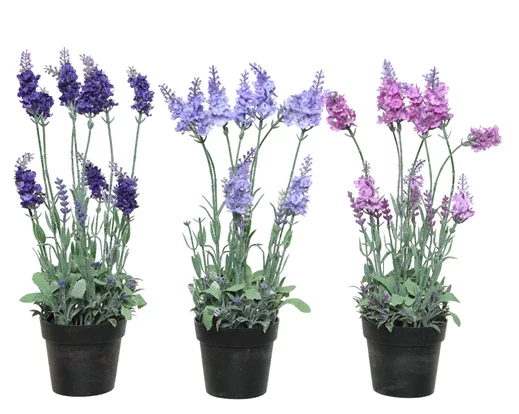Lavendel im Topf Plastik 3 farb. sort. x