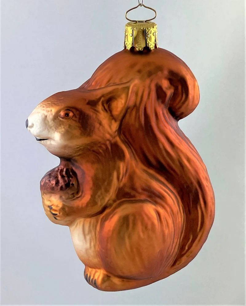Rotbraunes Eichhörnchen mit Eichel