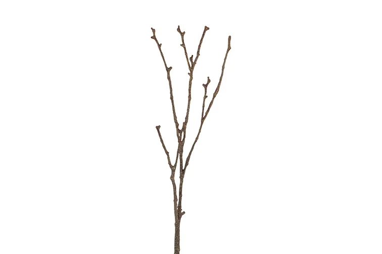 Kunst Magnolien Zweig braun