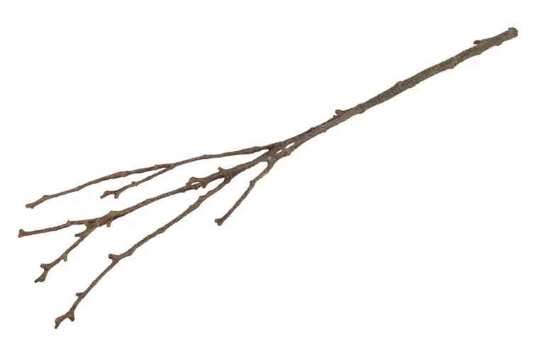 Kunst Magnolien Zweig braun