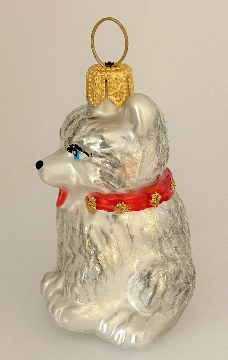 Kleiner Husky-Hund mit rotem Halsband