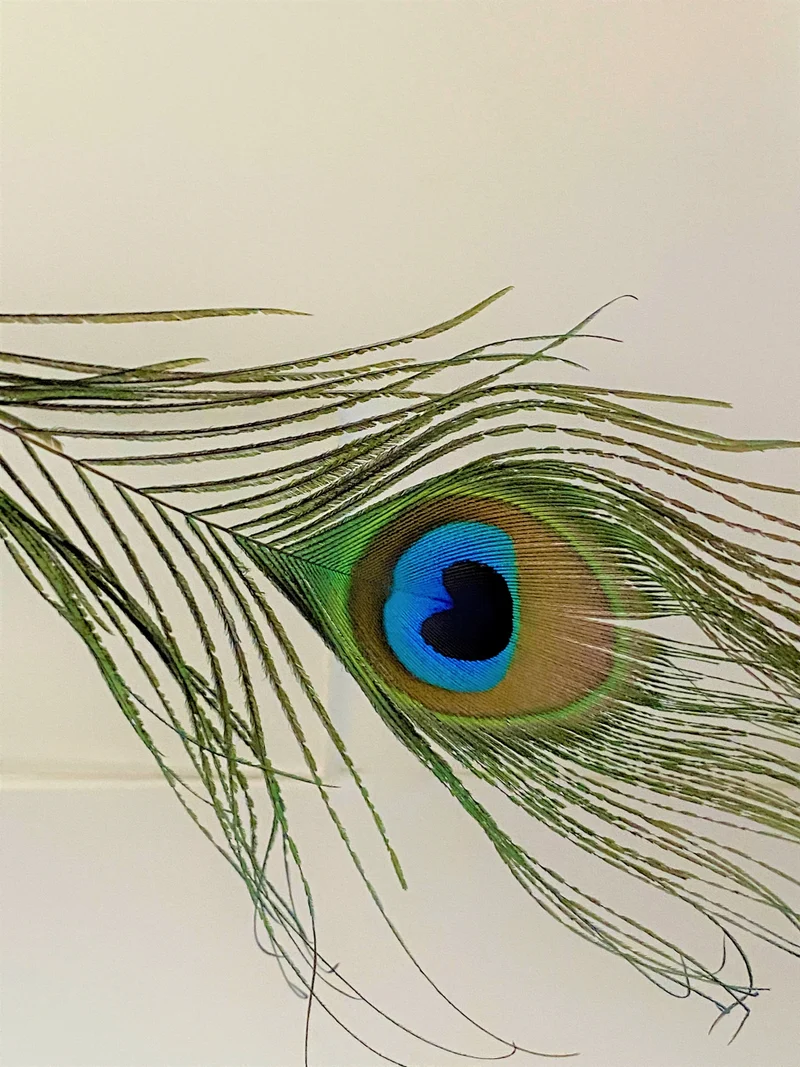 Grüner Pfau mit Pfauenfeder
