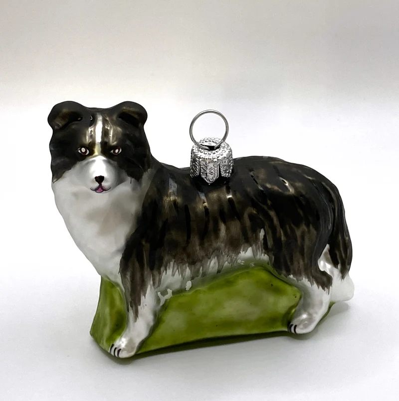 Border Collie Hund