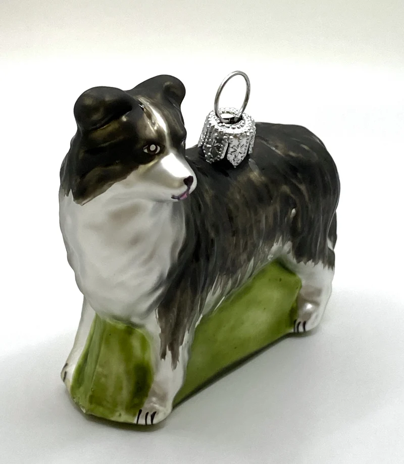 Border Collie Hund