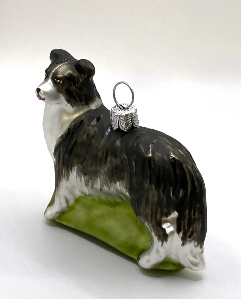 Border Collie Hund