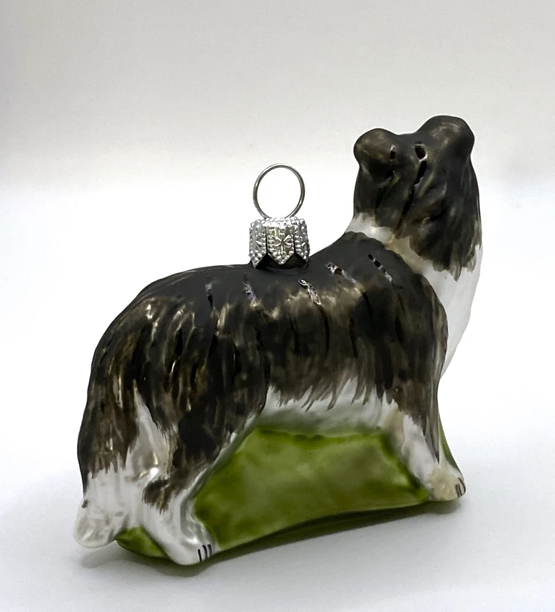 Border Collie Hund