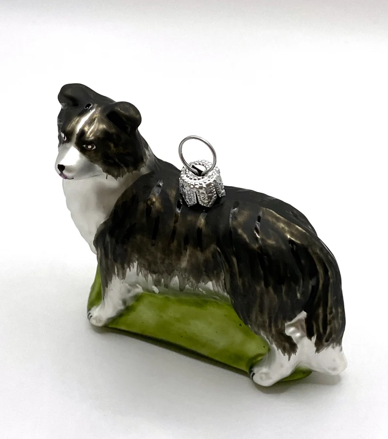 Border Collie Hund