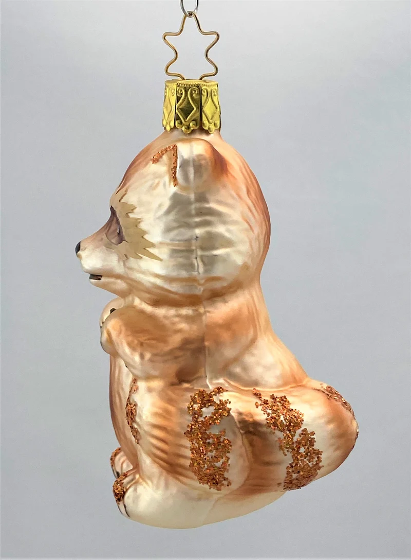Brauner Waschbär