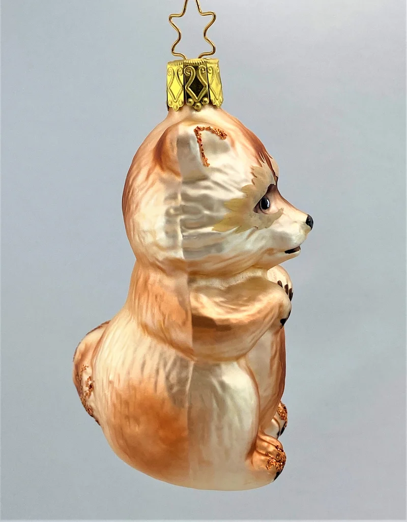 Brauner Waschbär