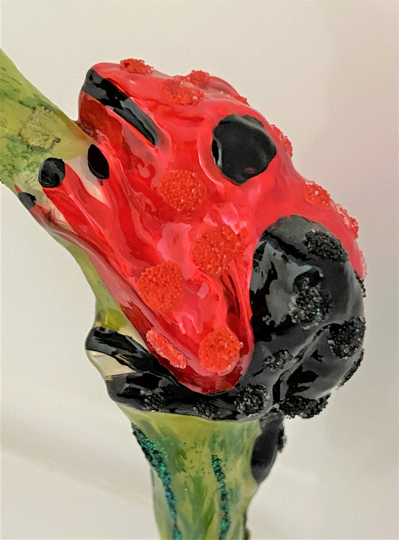 Rot schwarzer Regenwald Frosch auf Clip