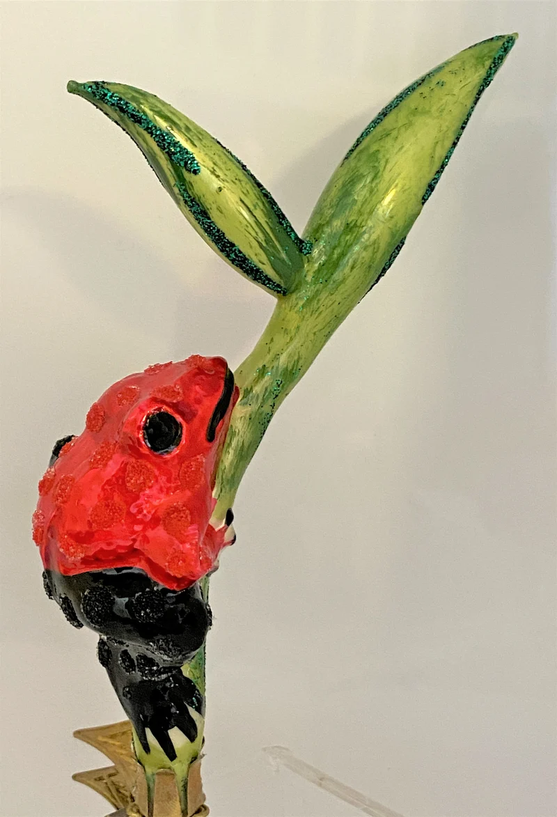 Rot schwarzer Regenwald Frosch auf Clip