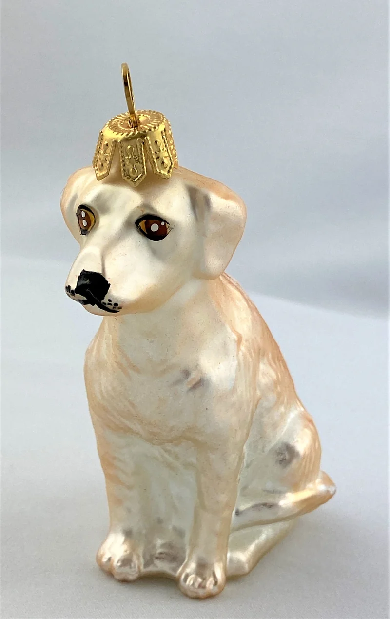 Labrador, gelb