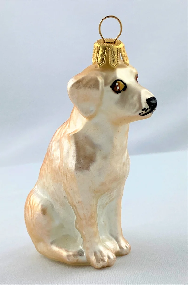Labrador, gelb
