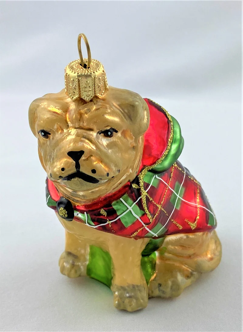 Bull Doge im Winterpulli, Bulldogge