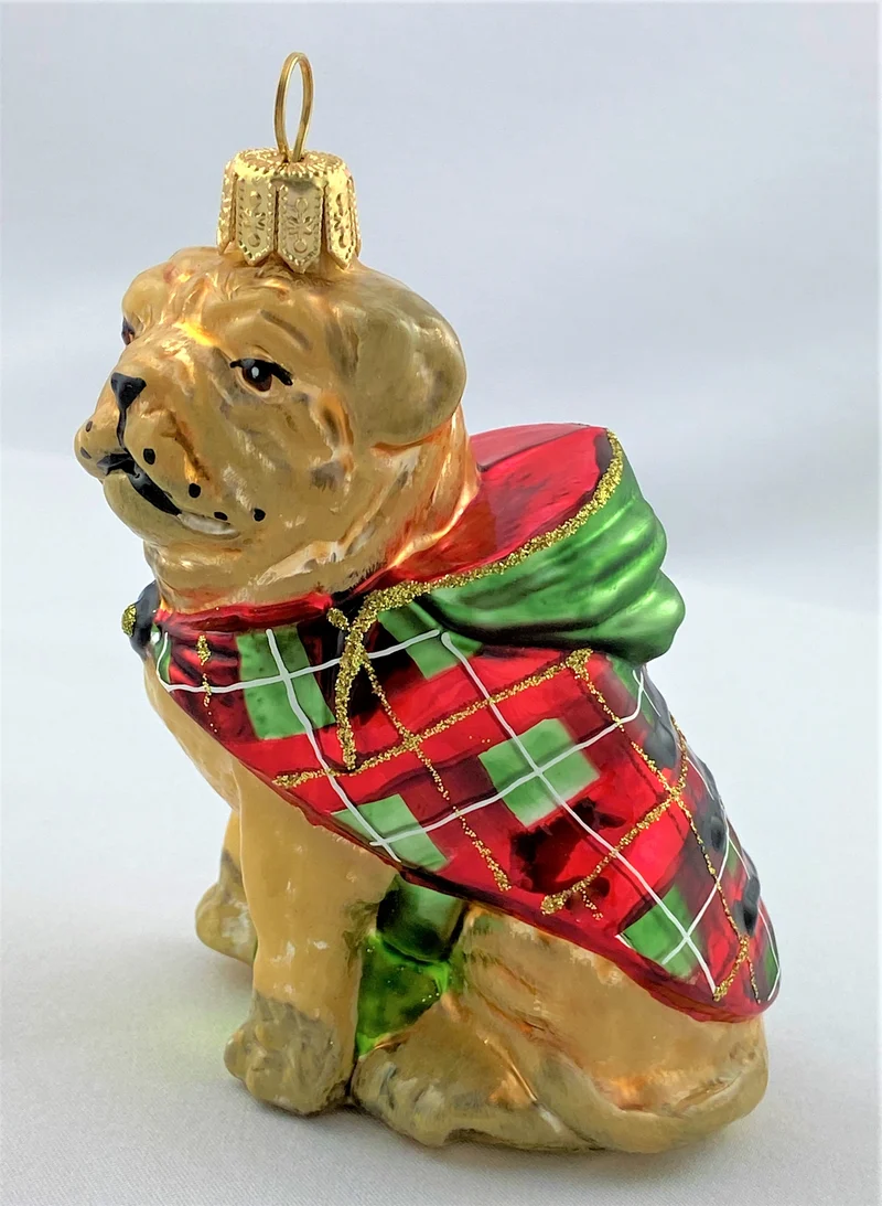 Bull Doge im Winterpulli, Bulldogge