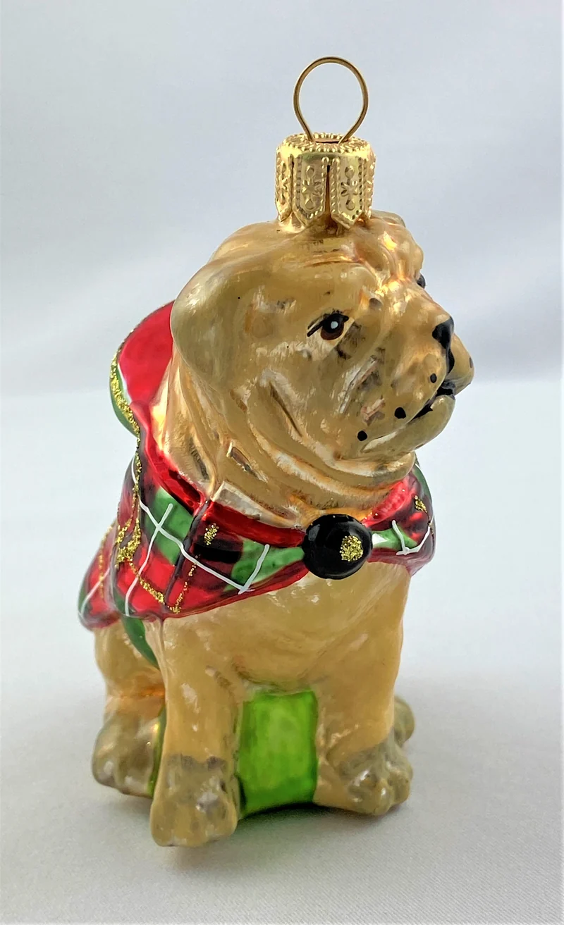 Bull Doge im Winterpulli, Bulldogge