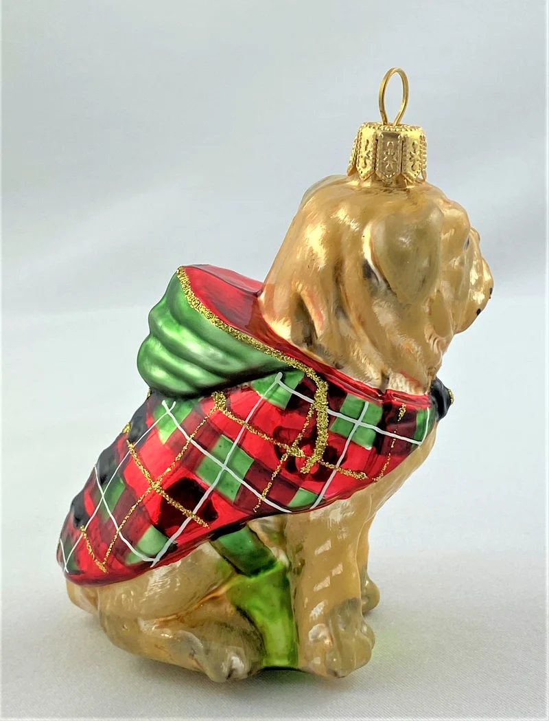 Bull Doge im Winterpulli, Bulldogge