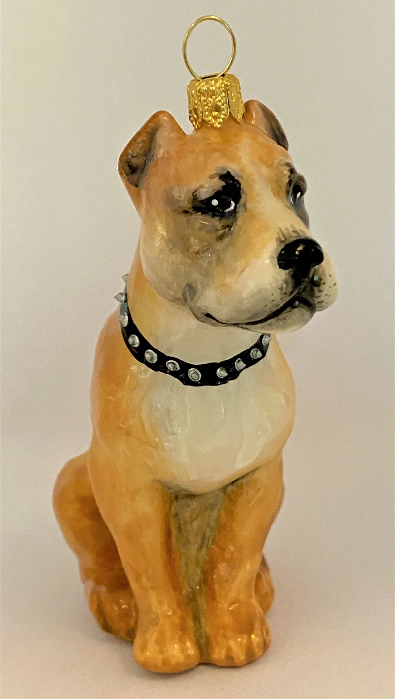 Brauner American Staffordshire Terrier, KOMOZJA MOSTOWSKI