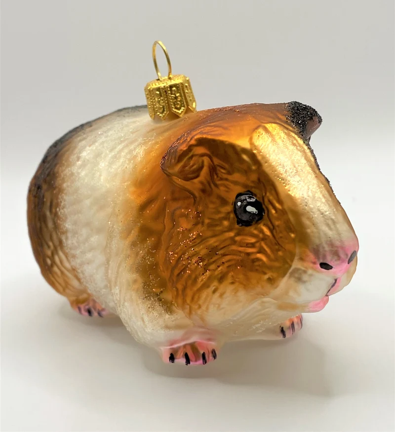 Freundliches Meerschweinchen