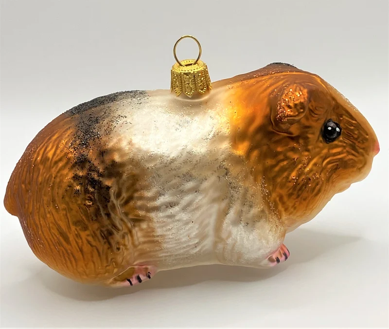 Freundliches Meerschweinchen