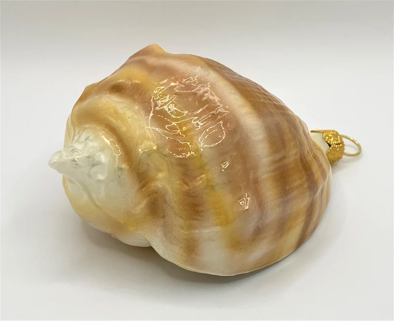 Meeresschnecke quergestreift
