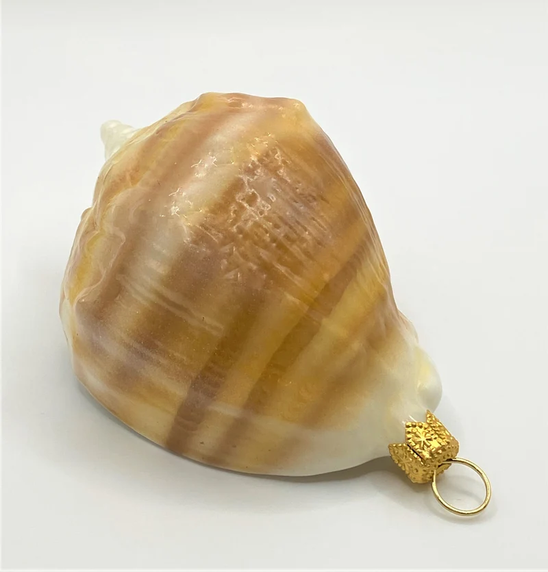 Meeresschnecke quergestreift