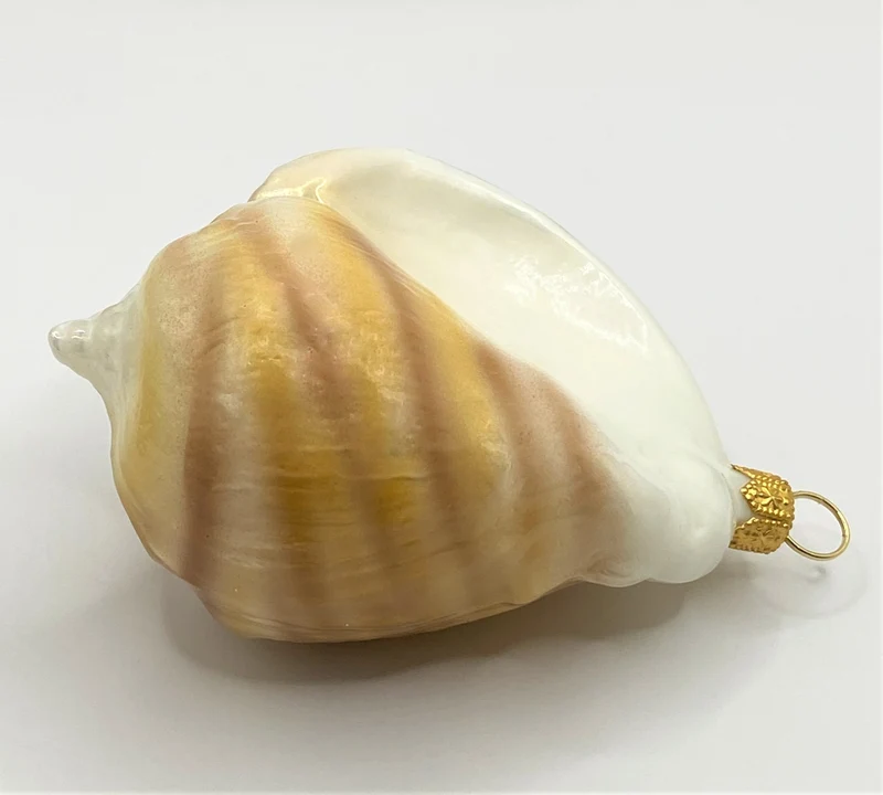 Meeresschnecke quergestreift