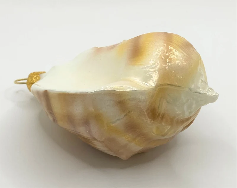 Meeresschnecke quergestreift