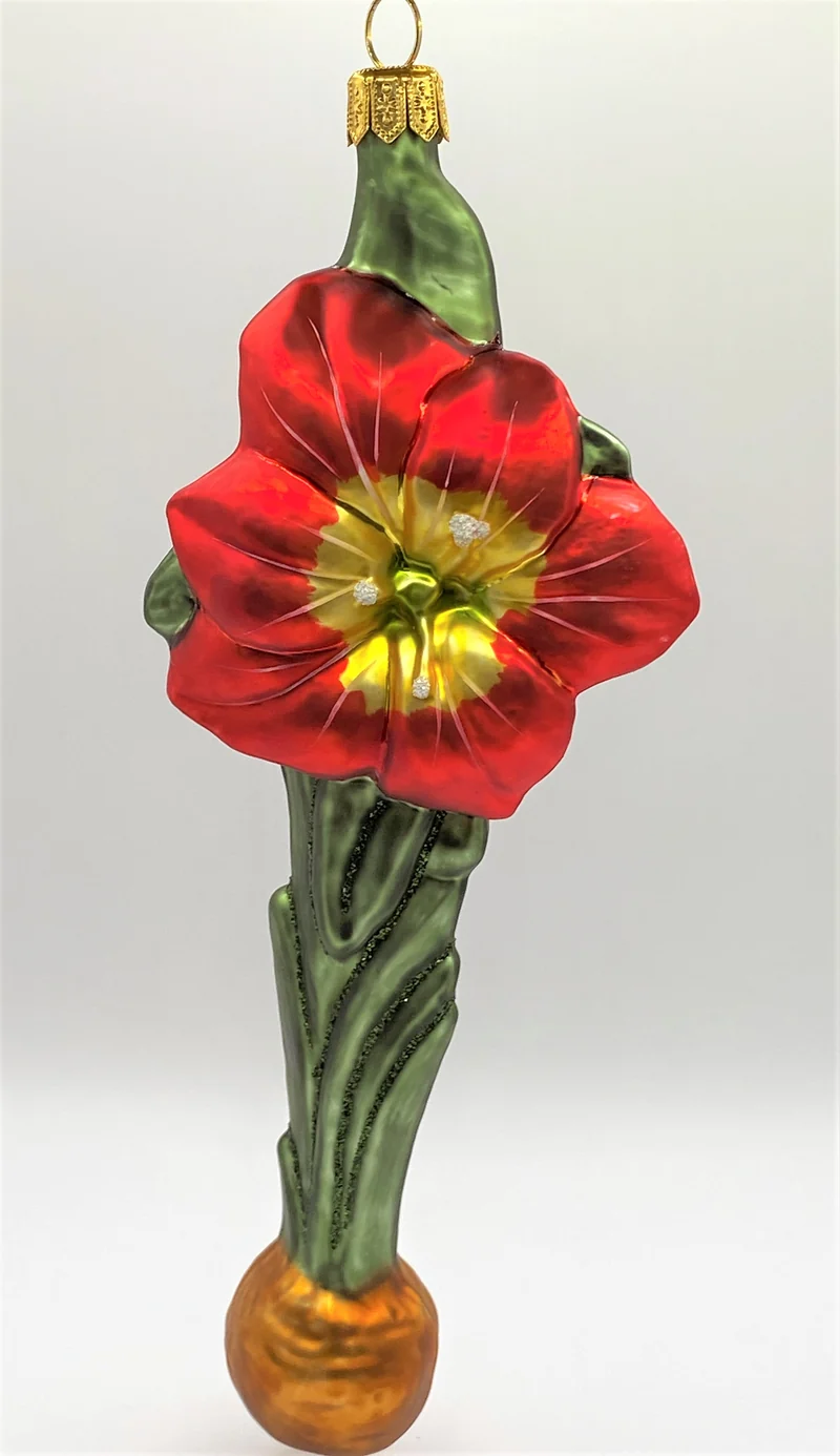 Roter Amaryllis mit Zwiebel