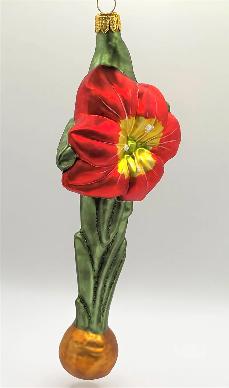 Roter Amaryllis mit Zwiebel