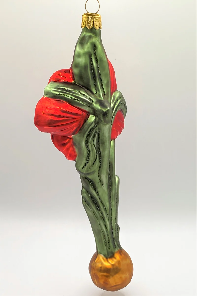Roter Amaryllis mit Zwiebel