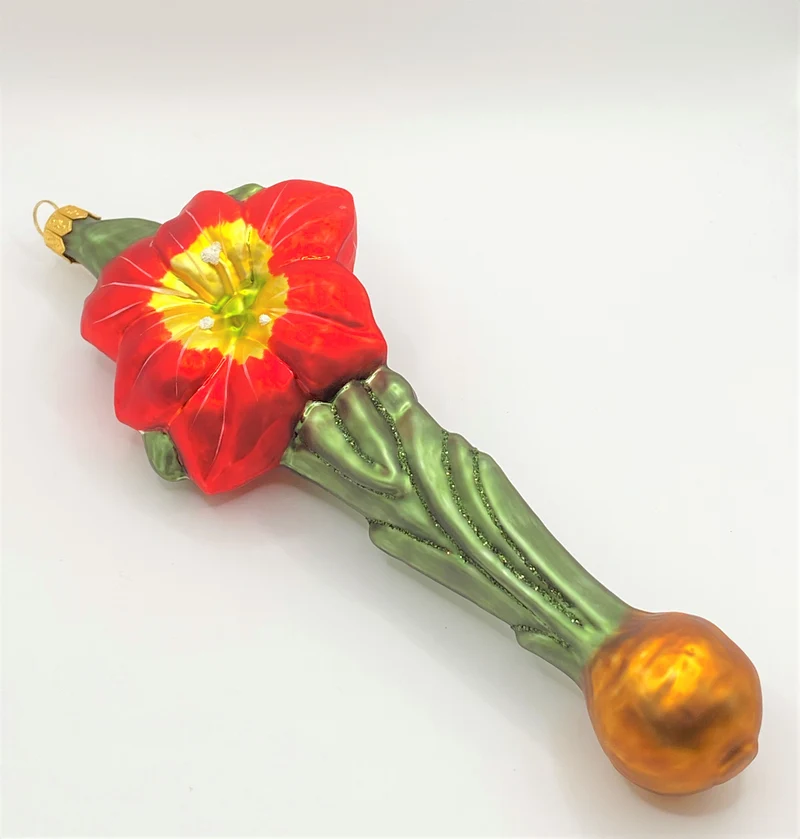Roter Amaryllis mit Zwiebel