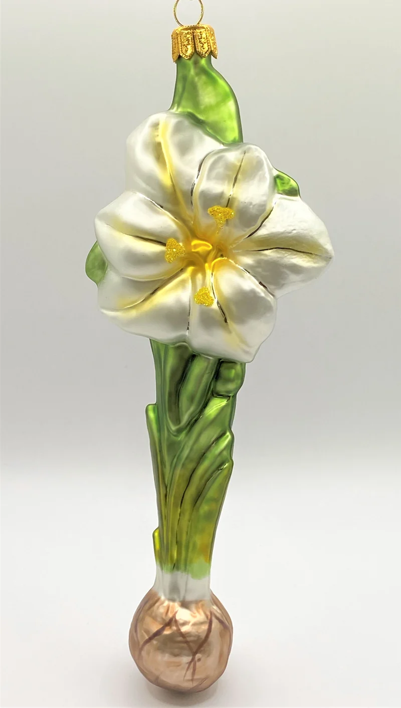Weisser Amaryllis mit Zwiebel