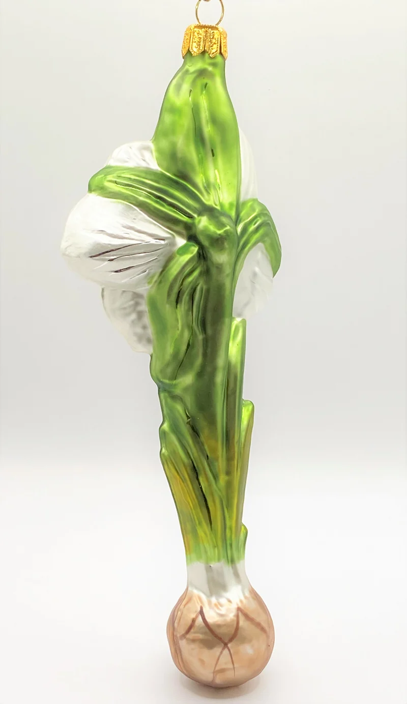 Weisser Amaryllis mit Zwiebel