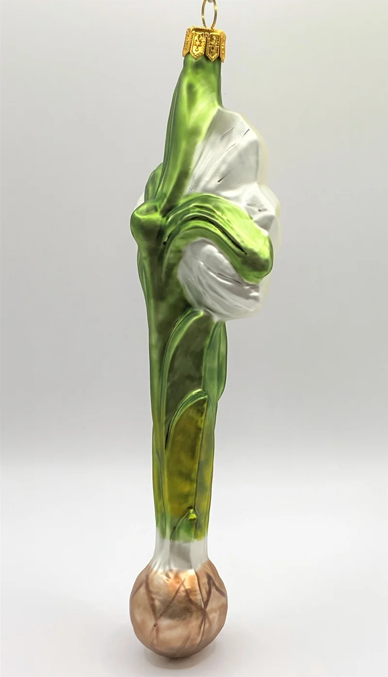 Weisser Amaryllis mit Zwiebel