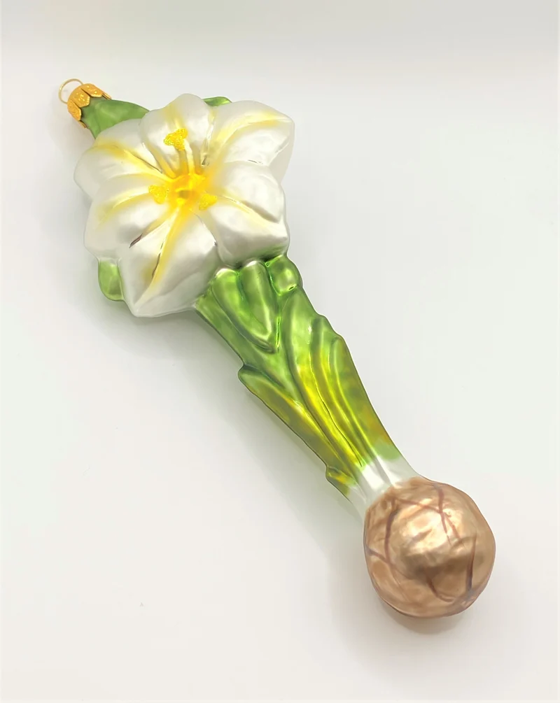 Weisser Amaryllis mit Zwiebel