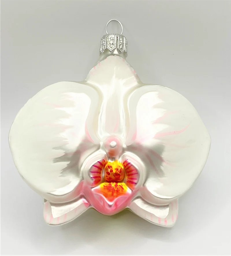 Phalaenopsis weiss mit rosa Lippe