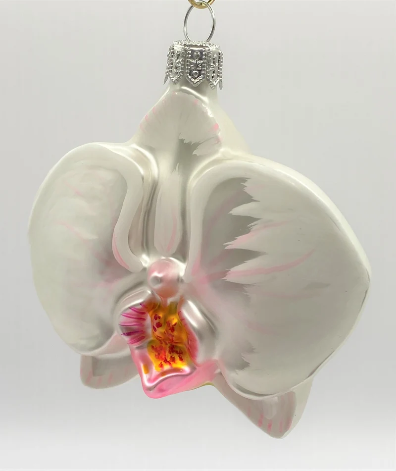 Phalaenopsis weiss mit rosa Lippe