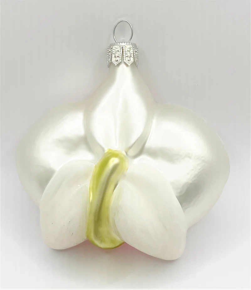 Phalaenopsis weiss mit rosa Lippe