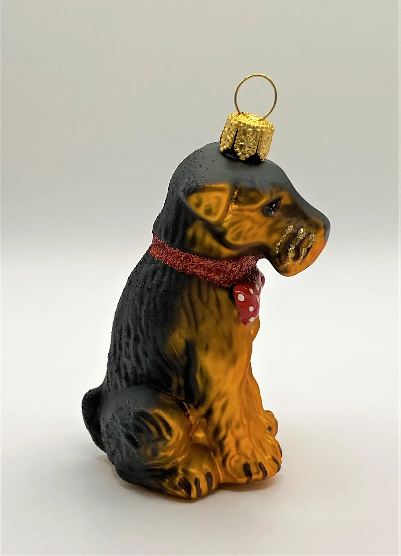 Airedale Terrier mit rotem Halsband