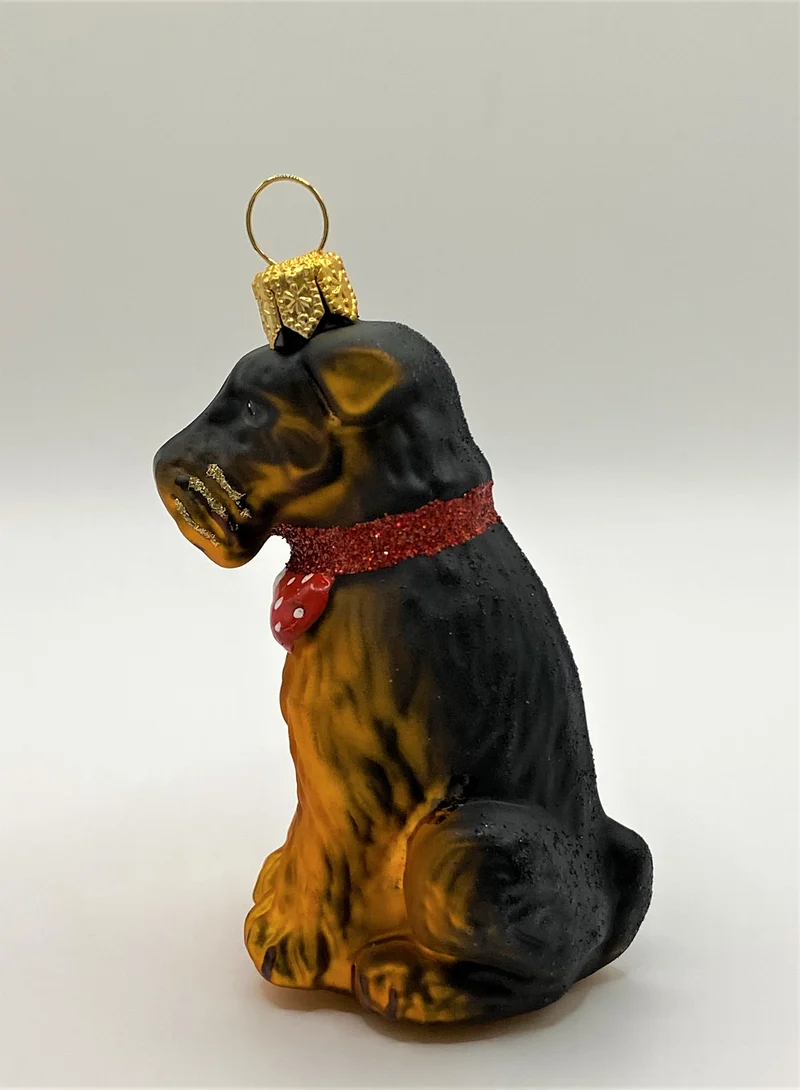 Airedale Terrier mit rotem Halsband