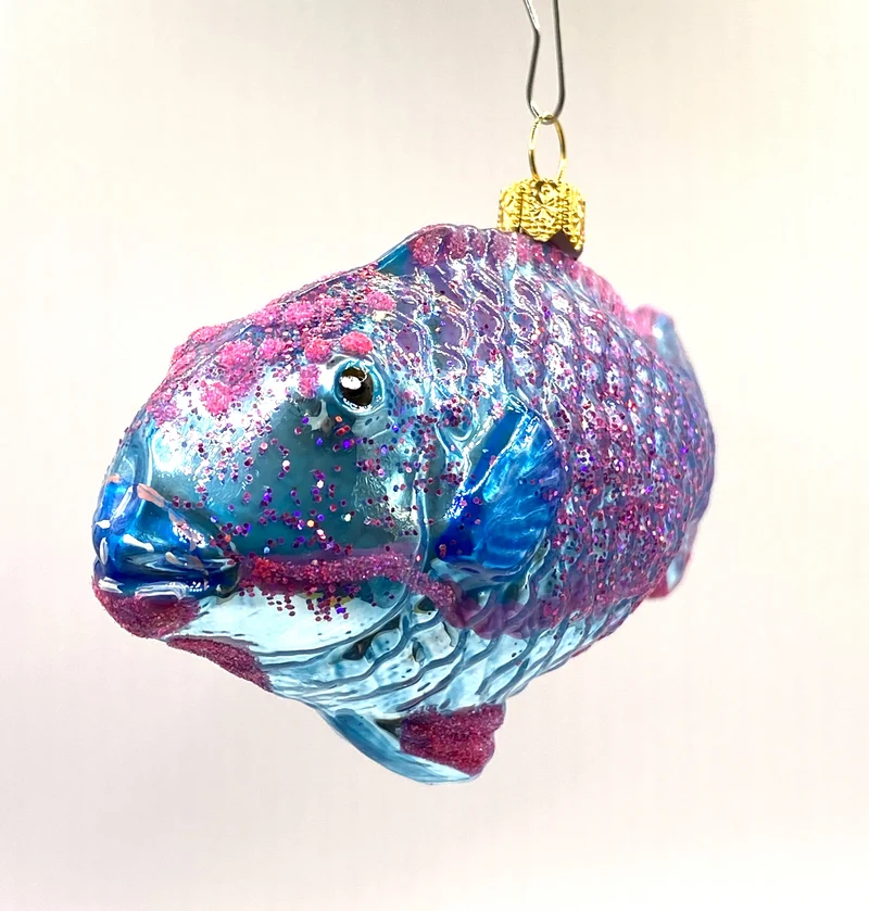Blauer Papageifisch