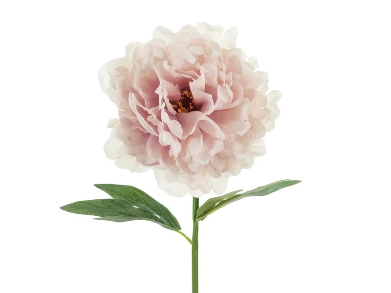 Rosa unechte Blume Pfingstrose