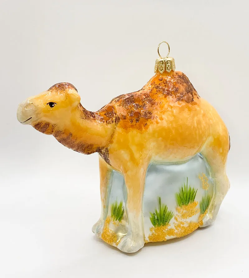 Dromedar, arabisches Kamel