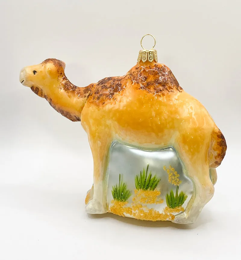 Dromedar, arabisches Kamel