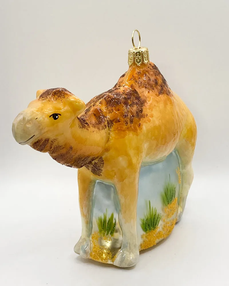Dromedar, arabisches Kamel