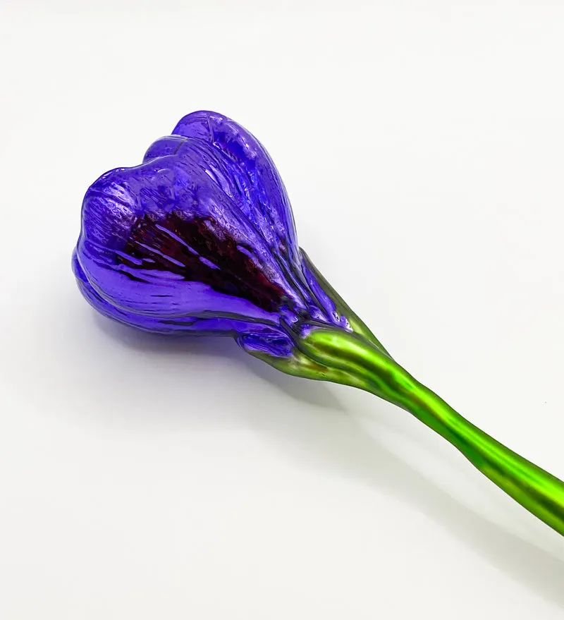 Krokusblüte violett